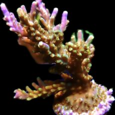WYSIWYG 31 Magic Magenta Acropora 70mm Colony