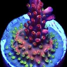 WYSIWYG 23F Berries And Cherries Acropora Frag