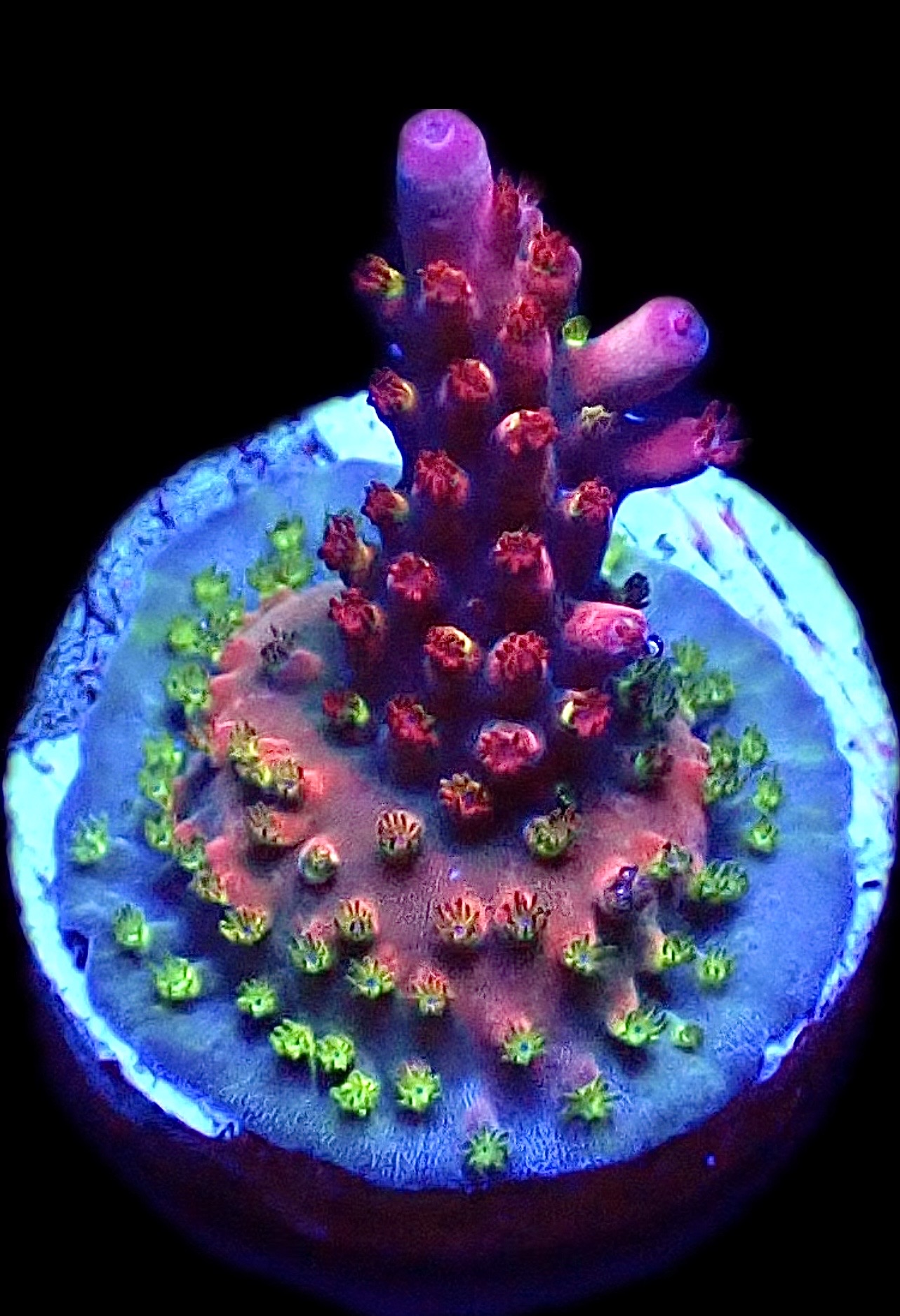WYSIWYG 23F Berries And Cherries Acropora Frag
