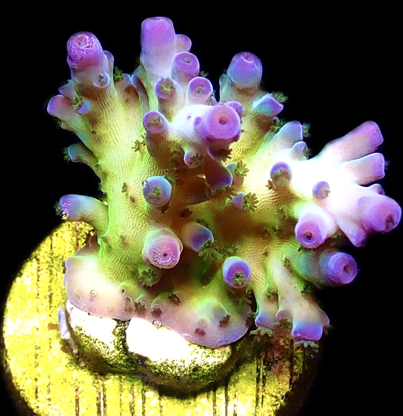 WYSIWYG 18H Violet Venom Acropora Frag