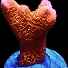 WYSIWYG 23H Burning Ember Montipora Frag