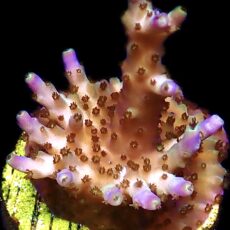 WYSIWYG 16H Pearlberry Acropora