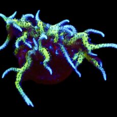 WYSIWYG 14K Limeberry Hysterix Frag Extra Large