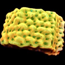 WYSIWYG 31B Kung Pao Montipora Frag