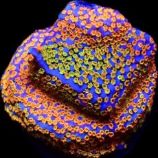 WYSIWYG M11 Rainbow Montipora
