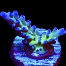WYSIWYG M8 Electric Miyagi Tort Acropora