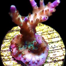 WYSIWYG M25 Pearlberry Acropora Frag