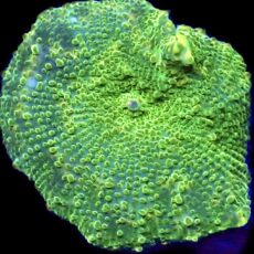 WYSIWYG A1 Ultra Discosoma Mushroom