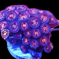 WYSIWYG  Zoanthid Frag C66