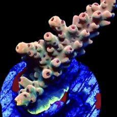 WYSIWYG 21E Raspberry Bali Shortcake Acropora Frag