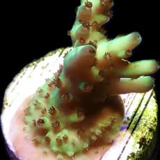 WYSIWYG 20H Rainbow Acropora Granulosa Frag