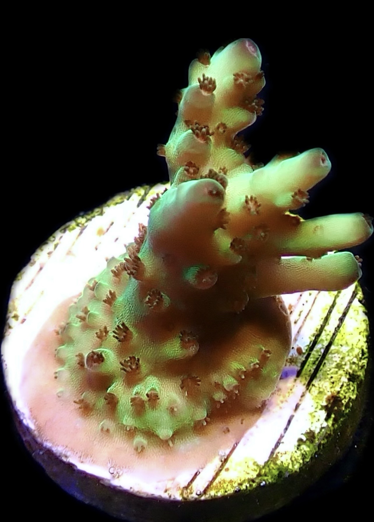 WYSIWYG 20H Rainbow Acropora Granulosa Frag