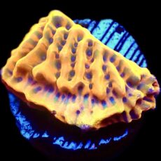 WYSIWYG 17C Beach Bum Montipora Frag