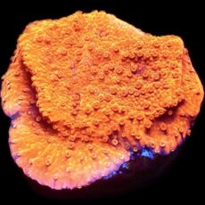 WYSIWYG 12C Sherbet Fizz Montipora Frag