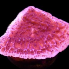 WYSIWYG 15B Purple Plating Montipora Frag