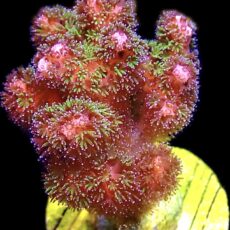 WYSIWYG M27 Amethyst Gem Pocillopora Frag