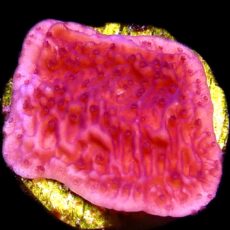 WYSIWYG 13D Purple Plating Montipora Frag