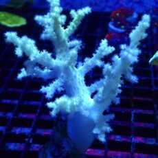 WYSIWYG Neon Finger Leather Soft Coral Colony 21