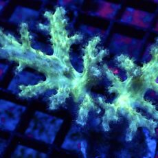 WYSIWYG Neon Finger Leather Soft Coral Colony 16