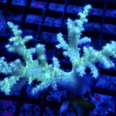 WYSIWYG Neon Finger Leather Soft Coral Colony 6