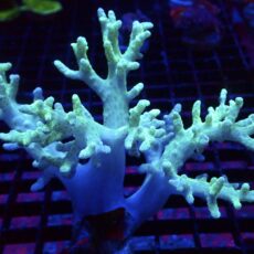 WYSIWYG Neon Finger Leather Soft Coral Colony 84