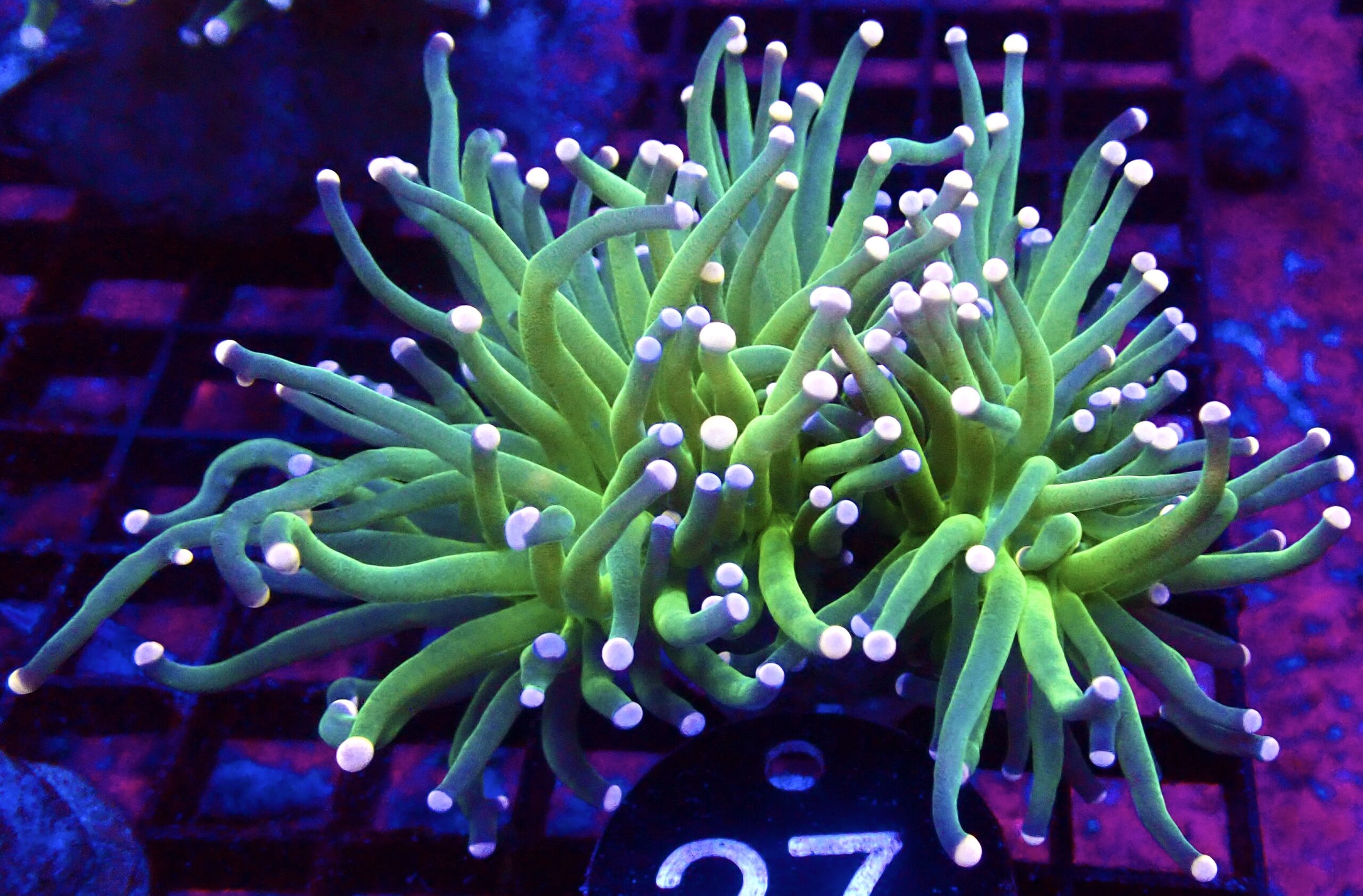 WYSIWYG Cotton Candy Torch Euphyllia Double Head 27