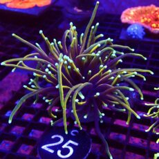 WYSIWYG Hellfire Gold Torch Euphyllia 25