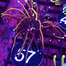 WYSIWYG Indo Gold Torch Euphyllia 57