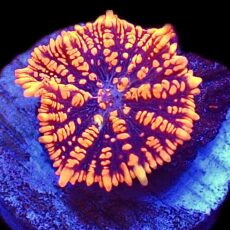 WYSIWYG 32E Ultra Rhodactis Mushroom