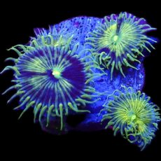 WYSIWYG 30B Grand Palythoa Frag