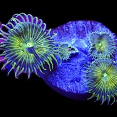 WYSIWYG 30C Grand Palythoa Frag