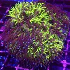 Super Fluorescent Galaxea Frag