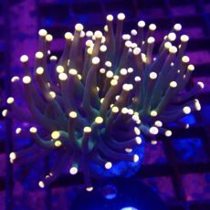 WYSIWYG Bright Orange Tip Joker Torch Euphyllia 58