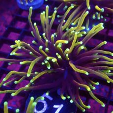 WYSIWYG Hellfire Gold Torch Euphyllia 51