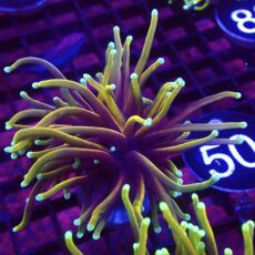 WYSIWYG Hellfire Gold Torch Euphyllia 50