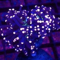WYSIWYG Atomic Pink Tipped Joker Torch Euphyllia 32