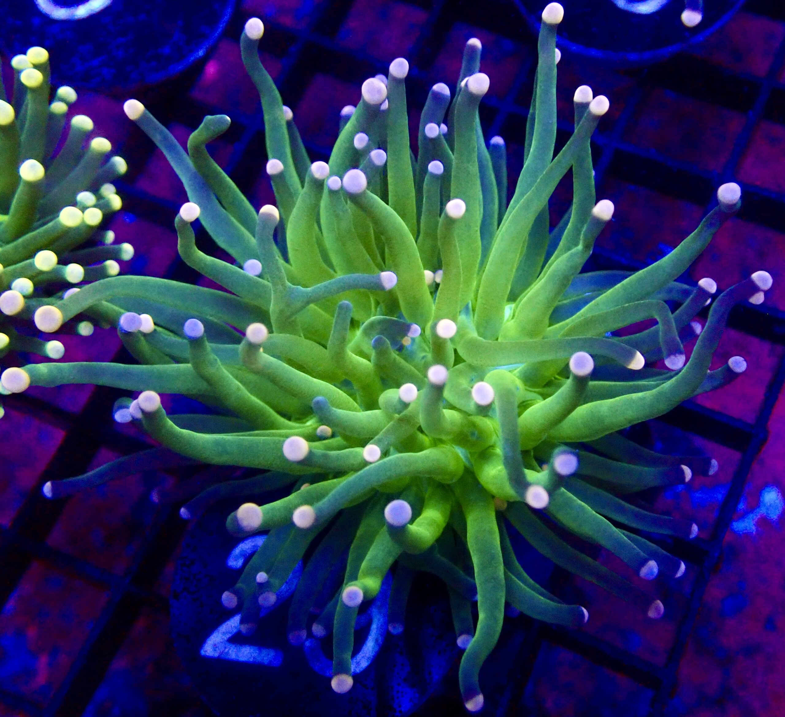 WYSIWYG Cotton Candy Torch Euphyllia 29