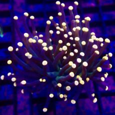 WYSIWYG Bright Orange Tip Joker Torch Euphyllia 17