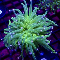 WYSIWYG Cotton Candy Torch Euphyllia 3