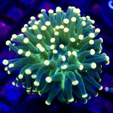 WYSIWYG Lime/Orange Euphyllia Cristata 11
