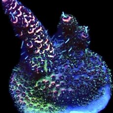 WYSIWYG 20D Dark Fruits Millepora Frag