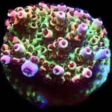 WYSIWYG 20G Bill Murray Acropora Frag