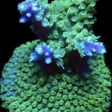 WYSIWYG 22F Rainbow Staghorn Acropora
