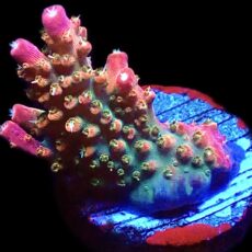 WYSIWYG 23G Rainbow Paletta Acropora