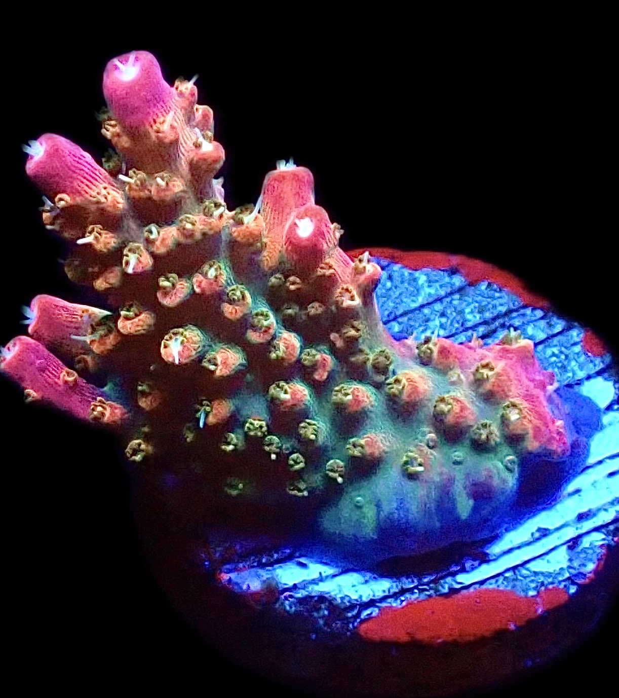 WYSIWYG 23G Rainbow Paletta Acropora