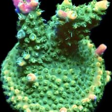 WYSIWYG 25i Krakatoa Acropora Frag
