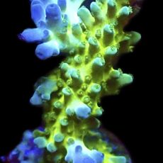 WYSIWYG M30 Violet Venom Acropora Frag Extra Large