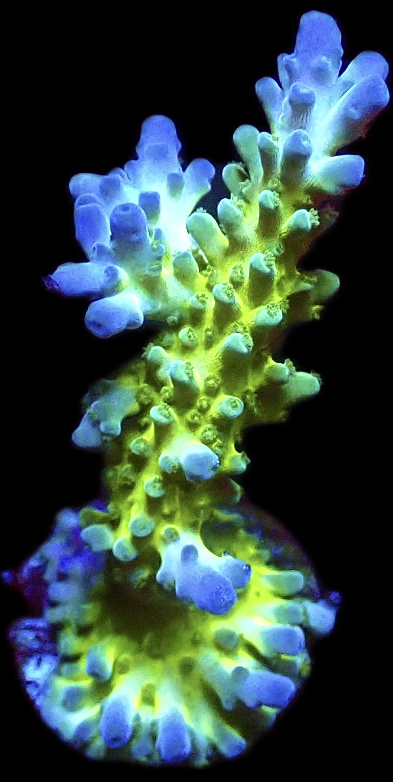 WYSIWYG M30 Violet Venom Acropora Frag Extra Large