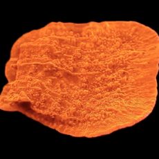 WYSIWYG 8D Orange Plating Montipora Frag