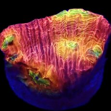 WYSIWYG  A2 Tropicana Chalice Frag